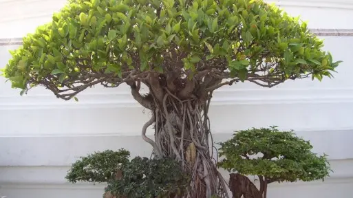 Fikus tępy: moje pierwsze drzewko bonsai