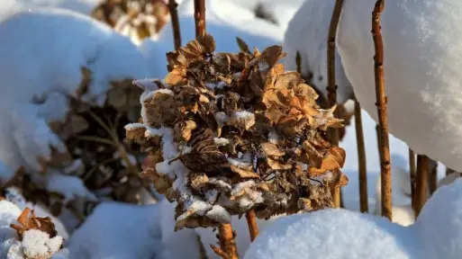 Które hortensje są najłatwiejsze w uprawie? Polecamy 3!
