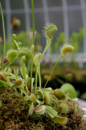 Muchołówka amerykańska (Dionaea muscipula), fot. kwiatyozdobne.pl