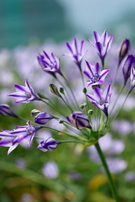 Triteleia hiacynt kalifornijski