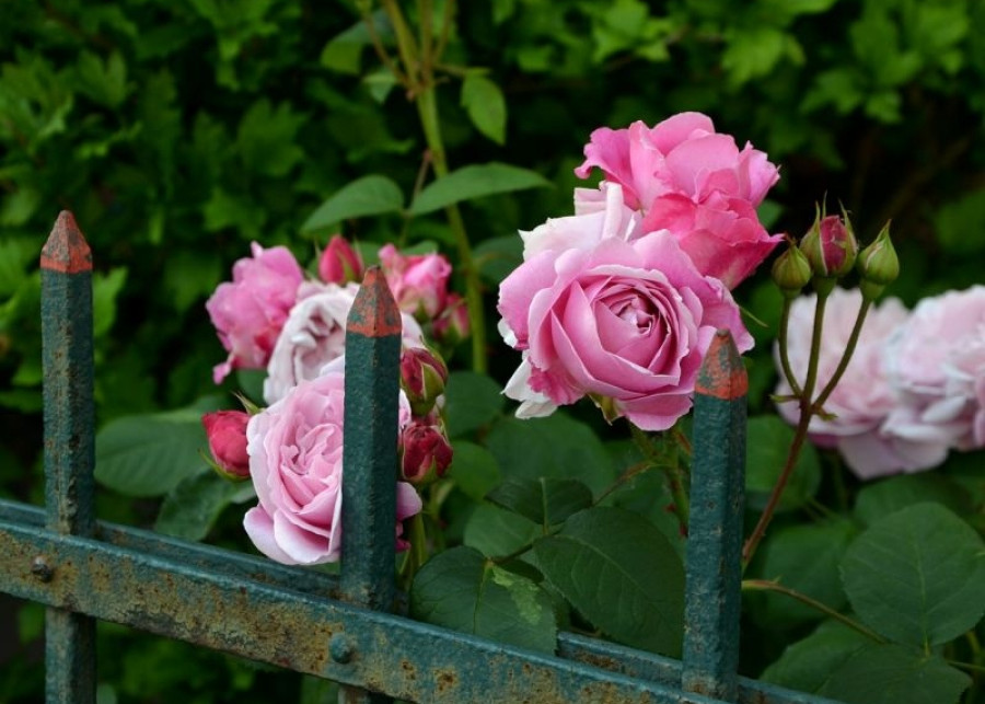 róża fot. condesign Pixabay