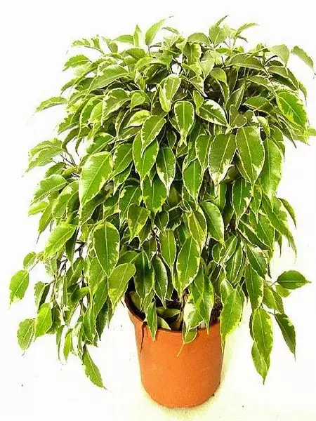 Ficus benjamina 'Kinky'