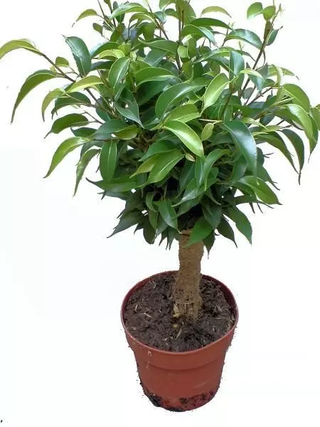 Ficus benjamina 'Natasja'