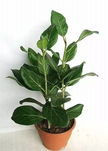 Ficus benghalensis