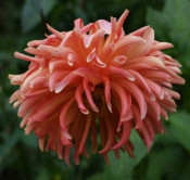 Dalia (Dahlia)