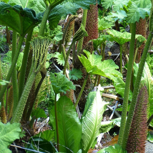 Gunnera olbrzymia