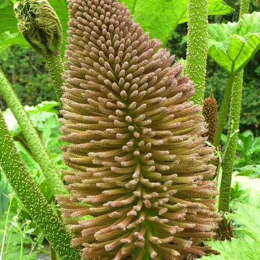 Gunnera olbrzymia