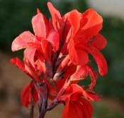 paciorecznik (Canna)