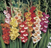 mieczyk (Gladiolus)