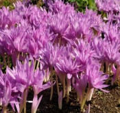 zimowit jesienny (Colchicum autumnale)