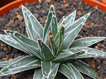 Agave victoriae reaginae fot. Sylwia Hennek