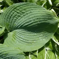 hosta funkia fot. Plukje Pixabay