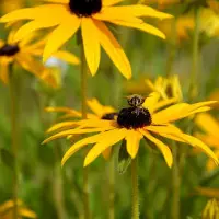 rudbekie fot. condesign Pixabay