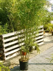 Fylostachys Bisseta Phyllostachys bissetii