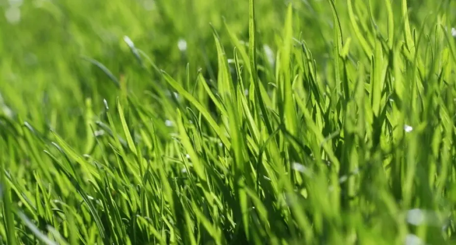 Zakładanie trawnika – poradnik i film | Wszystko, co warto wiedzieć!