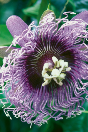 passiflora męczennica