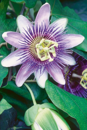 passiflora męczennica