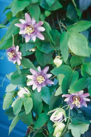 passiflora męczennica