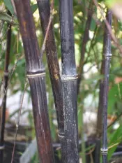 fylostachys czarny Phyllostachys nigra