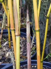 phyllostachys aureosulcata Aureocaulis