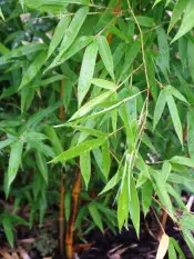 phyllostachys aureosulcata Spectabilis