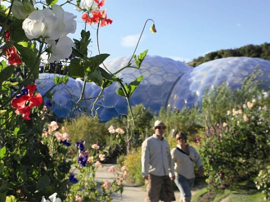 Eden Project przez 10 lat od otwarcia odwiedziło 13 milionów turystów – co daje średnio 1,3 mln osób w roku. Spacer wśród kwitnących roślin jest niezapomnianym przeżyciem (zdjęcie z lewej). Gigantyczna pszczoła wśród kwitnącej lawendy oraz herbaty (zdjęcie z prawej), fot. Eden Project