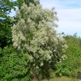 oliwnik wąskolistny żywopłot fot. Georg Slickers CC-BY-SA-3.0 Wikimedia Commons