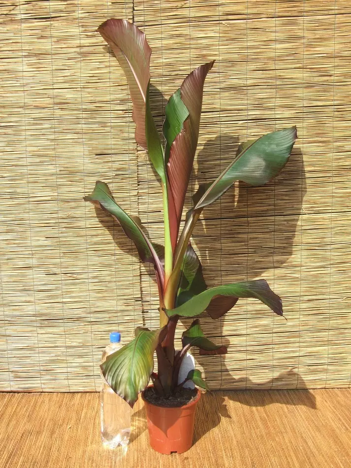 Ensete ventricosum 'Maurelii', fot. Sylwia Hennek