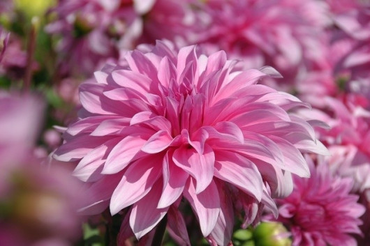 Dahlia Babylon Roze