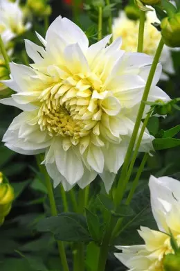 Dahlia White Perfection