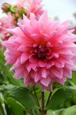 Dahlia Ottos Thrill