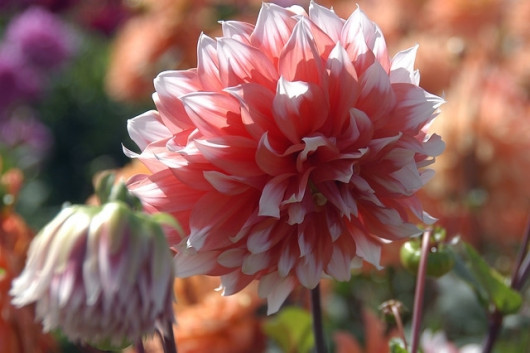 Dahlia Holland Festival