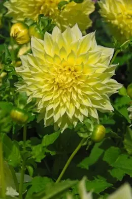 Dahlia Kelvin Floodlight