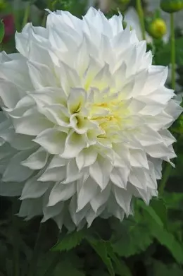 Dahlia Fleurel