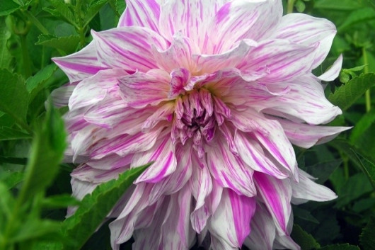 Dahlia Moms Special