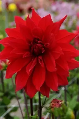 Dahlia Babylon Red