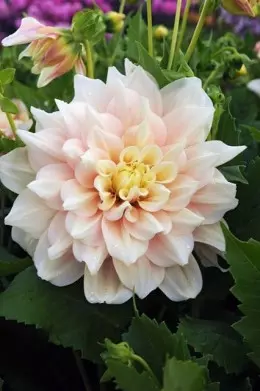 Dahlia Break Out