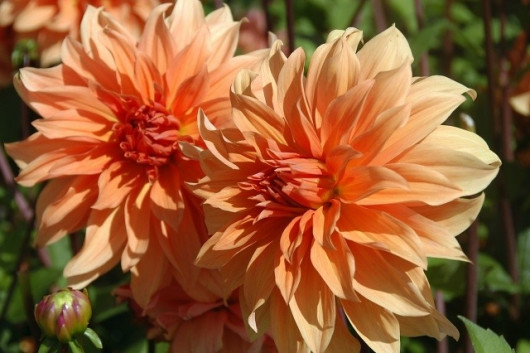 Dahlia Babylon Bronze