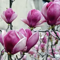 magnolia fot. konikaori Freeimages