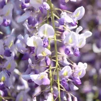 wisteria fot. punch_ra Pixabay