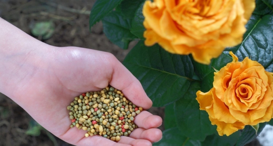 Nawożenie róż | Jakie nawozy wybrać? Jak je stosować, by róże pięknie kwitły?