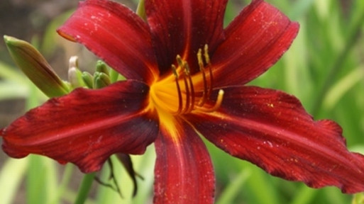 Liliowiec 'Crimson Pirate'