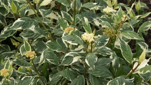 Dereń biały 'Sibirica Variegata'