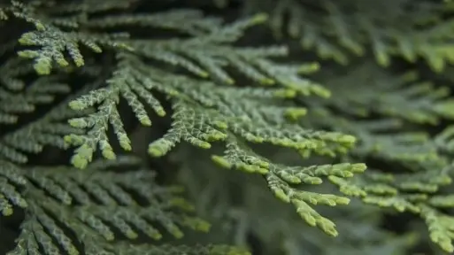 Alergia na tuje | Co warto o niej wiedzieć?