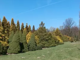 Co roku w kwietniu i maju Ogród Botaniczny PAN w Powsinie przechodzi prawdziwe oblężenie turystów. W tym czasie kwitną magnolie. W ogrodzie zgromadzono ponad 57 gatunków i odmian, fot. Paweł Romanowski