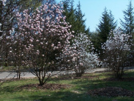 Co roku w kwietniu i maju Ogród Botaniczny PAN w Powsinie przechodzi prawdziwe oblężenie turystów. W tym czasie kwitną magnolie. W ogrodzie zgromadzono ponad 57 gatunków i odmian, fot. Paweł Romanowski