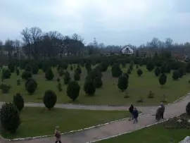 Sosna limba (Pinus cembra) rośnie na terenie Ogrodu Botanicznego w sąsiedztwie Kolekcji Flory Polski, gdzie tworzy tzw. 