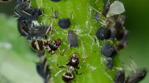 Metody na mszyce | Naturalne zapobieganie i walka ze szkodnikami