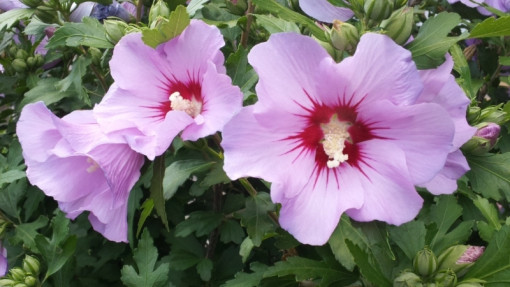 Ketmia syryjska / Hibiskus ogrodowy