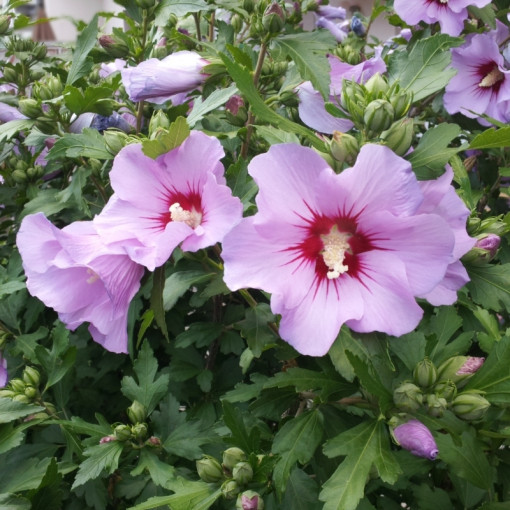 Ketmia syryjska / Hibiskus ogrodowy